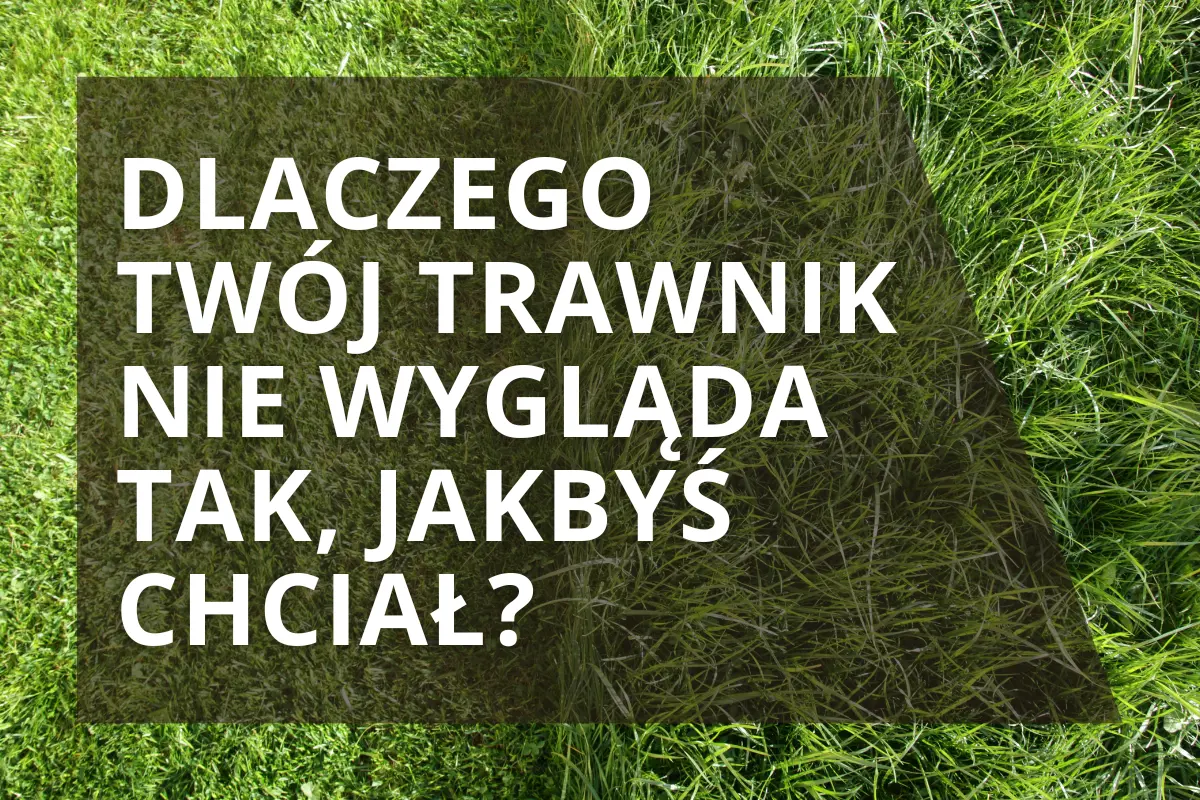 Dlaczego ręczne koszenie może zrujnować Twój trawnik